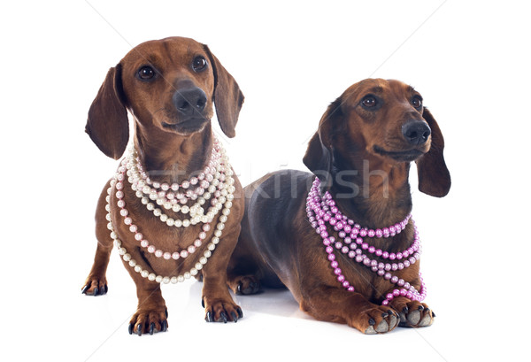 dachshund dogs Stock photo © cynoclub