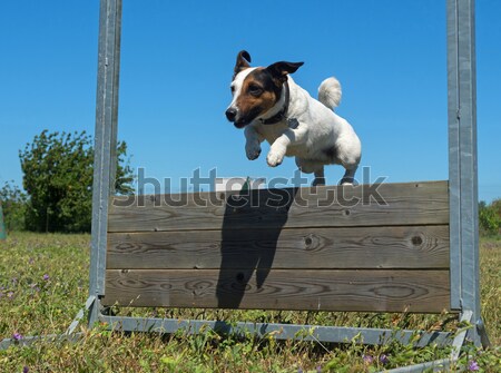 jumping bull terrier Stock photo © cynoclub