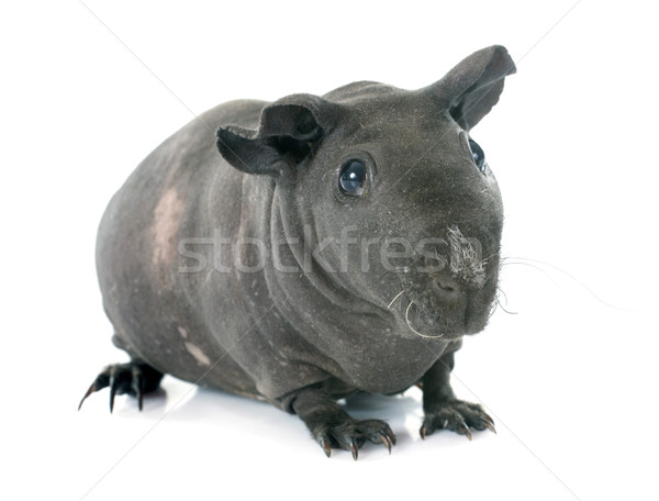 Hairless Guinea Pig Stock photo © cynoclub