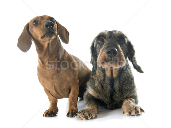 Dwa psa kobiet studio szczeniak mężczyzna Zdjęcia stock © cynoclub