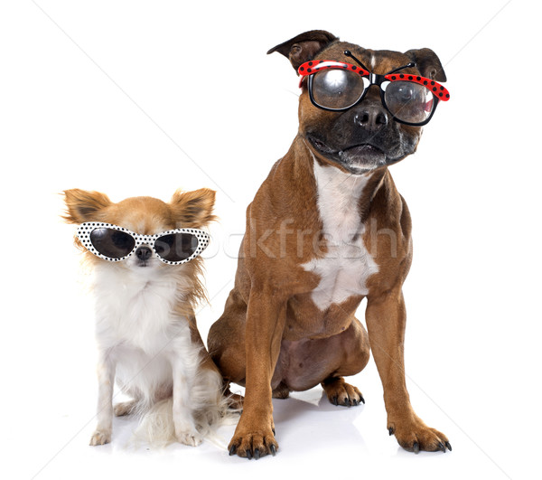 stafforshire bull terrier and chihuahua Stock photo © cynoclub