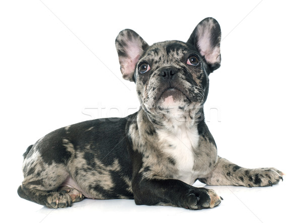 puppy french bulldog Stock photo © cynoclub