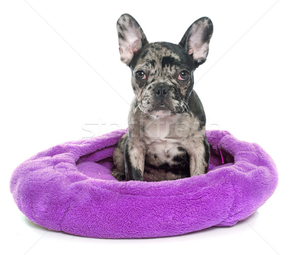 puppy french bulldog Stock photo © cynoclub