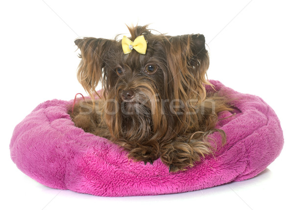 Chocolate yorkshire terrier branco cão jovem Foto stock © cynoclub