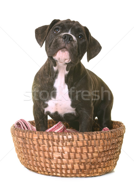 puppy american staffordshire terrier Stock photo © cynoclub