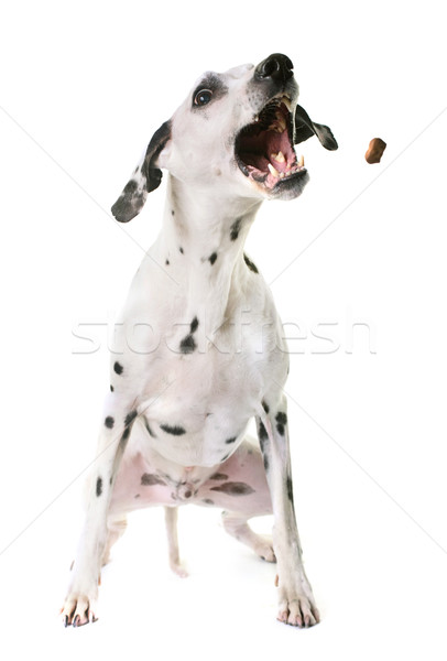 Dalmata kutya stúdió fehér étel jókedv Stock fotó © cynoclub