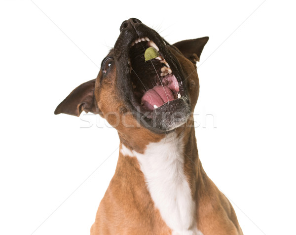 staffordshire bull terrier Stock photo © cynoclub