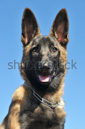 puppy malinois Stock photo © cynoclub
