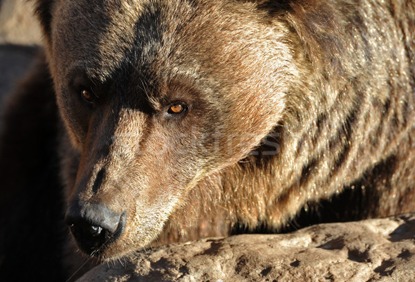 Grizzly bear ritratto occhi esterna uno Foto d'archivio © cynoclub