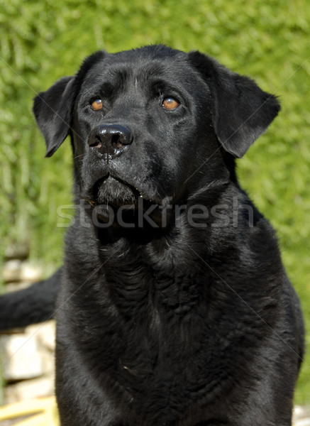 Labrador retriever portre güzel bahçe çiçek Stok fotoğraf © cynoclub