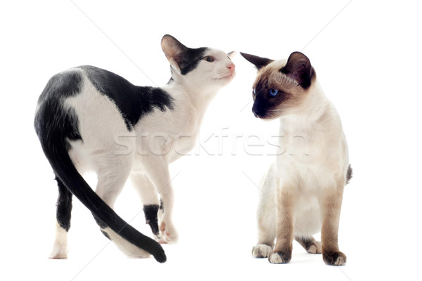 oriental and siamese cat Stock photo © cynoclub