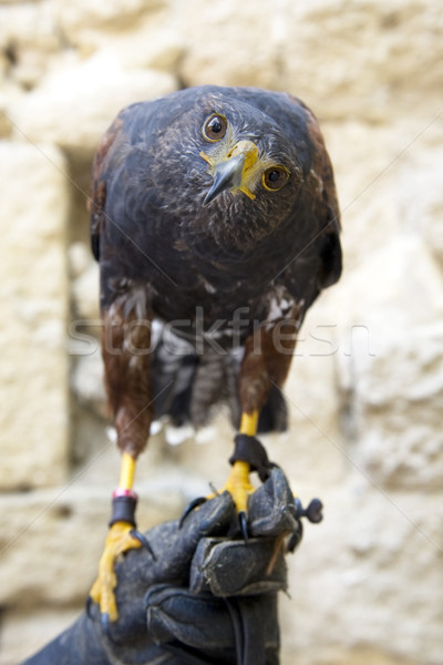 Harris's Hawk Stock photo © cynoclub