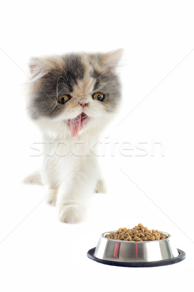 persian kitten and cat food Stock photo © cynoclub