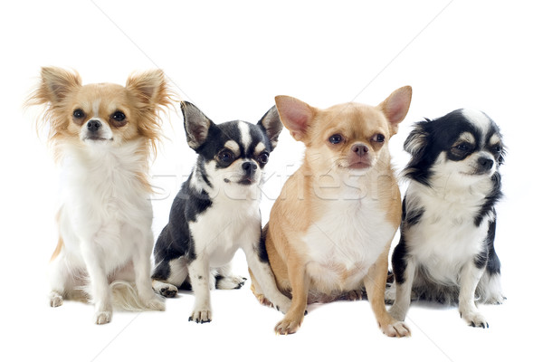 Quatre portrait cute chien groupe [[stock_photo]] © cynoclub