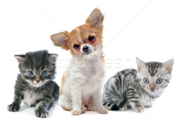 puppy chihuahua and kitten Stock photo © cynoclub