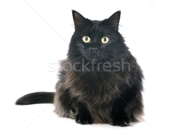 Gato preto branco gato verde estúdio animal de estimação Foto stock © cynoclub