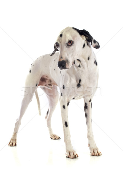 Stockfoto: Dalmatiër · hond · witte · zwarte · mannelijke · huisdier