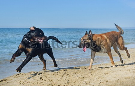 Stock photo: playing dogs