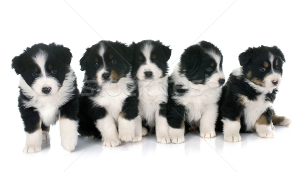 ストックフォト: 子犬 · オーストラリア人 · 羊飼い · 白 · 犬 · グループ
