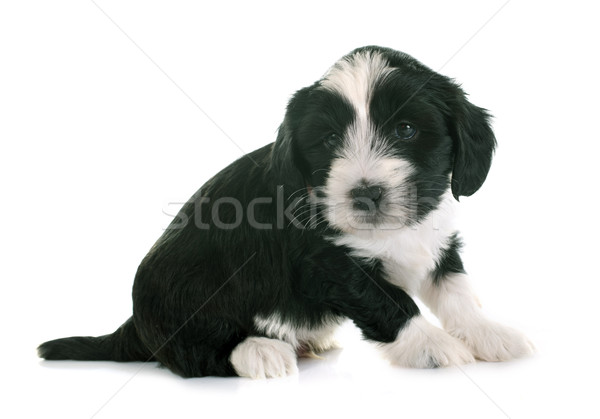 puppy tibetan terrier Stock photo © cynoclub