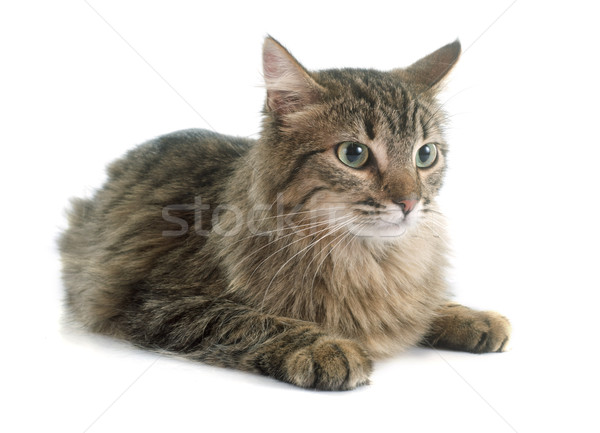 tabby cat Stock photo © cynoclub