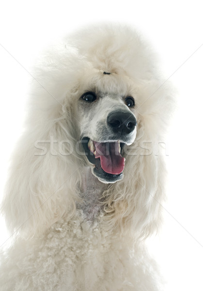 Blanco estándar caniche cabeza mascota Foto stock © cynoclub