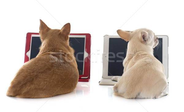 ストックフォト: コンピュータ · 白 · 犬 · インターネット · 作業 · 動物