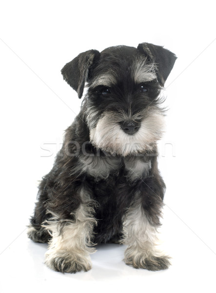 Cucciolo miniatura schnauzer bianco cane Foto d'archivio © cynoclub