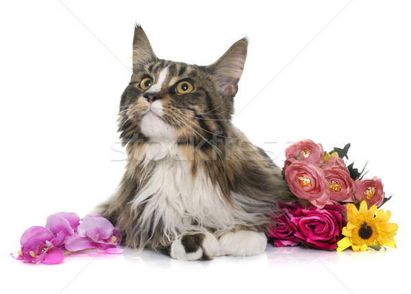 maine coon cat and flowers Stock photo © cynoclub