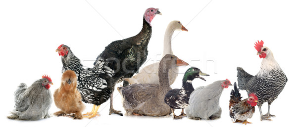 Foto stock: Grupo · aves · domésticas · branco · comida · fazenda · animal