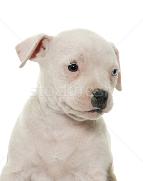 Cucciolo american bulldog bianco ritratto pet Foto d'archivio © cynoclub