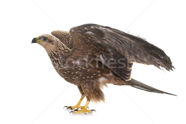 Common buzzard in studio Stock photo © cynoclub
