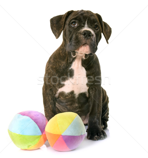 puppy american staffordshire terrier Stock photo © cynoclub