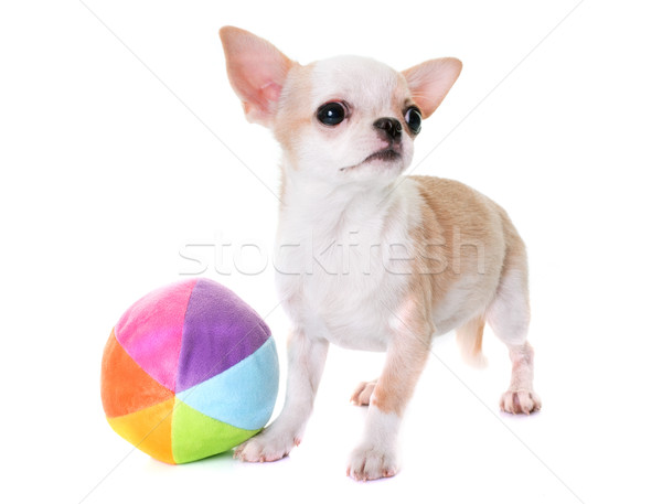 puppy chihuahua in studio Stock photo © cynoclub