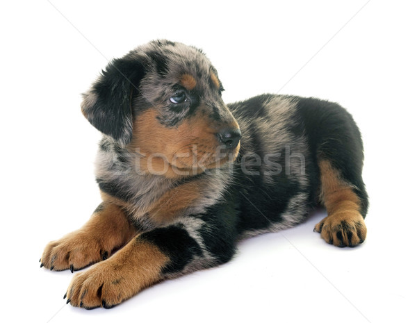 puppy beauceron in studio Stock photo © cynoclub