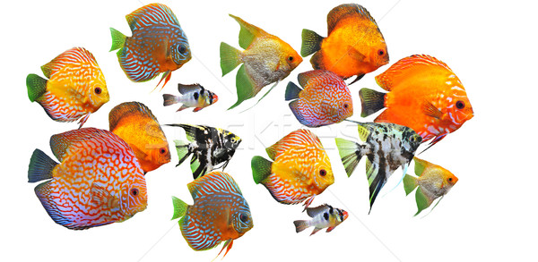 group of fishes Stock photo © cynoclub