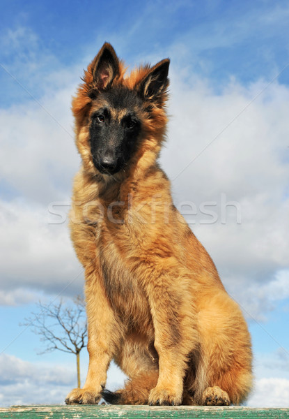 puppy belgian shepherd Stock photo © cynoclub