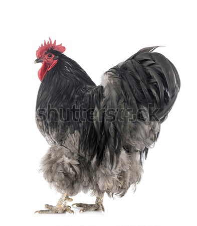 Stock photo: chicken and eggs