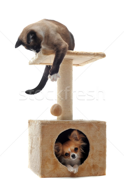 Sziámi macska fajtiszta kutya macska fiatal játszik Stock fotó © cynoclub