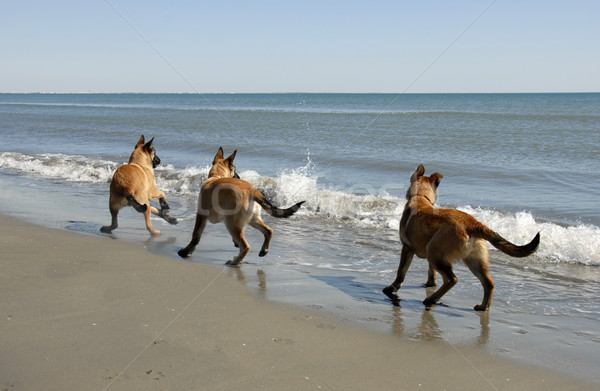 three malinois and the sea Stock photo © cynoclub