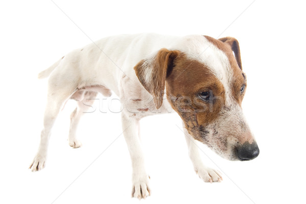 Blessés terrier portrait studio chien peau [[stock_photo]] © cynoclub