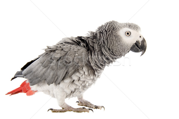 scaring African Grey Parrot  Stock photo © cynoclub