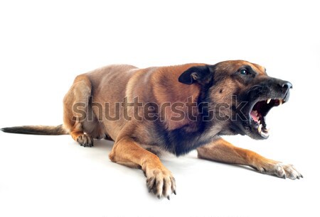Rossz kutya mérges fajtiszta belga juhászkutya fókusz Stock fotó © cynoclub