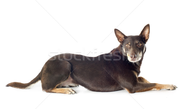 australian cattle dog Stock photo © cynoclub