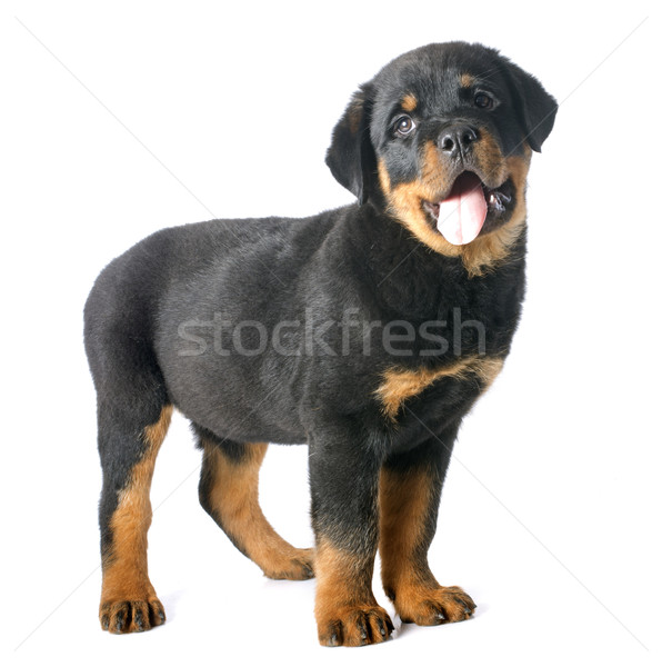 Stockfoto: Puppy · rottweiler · portret · witte · zwarte