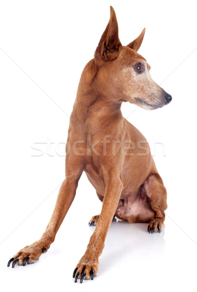 senior miniature pinscher Stock photo © cynoclub