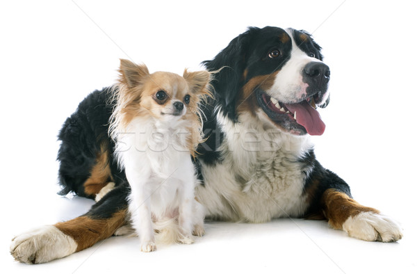 bernese moutain dog and chihuahua Stock photo © cynoclub