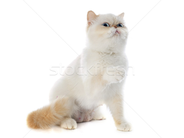 エキゾチック ショートヘア 猫 白 ストックフォト © cynoclub