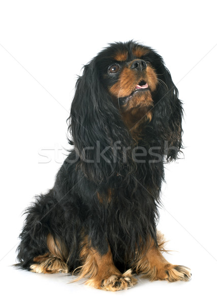 Stock photo: cavalier king charles