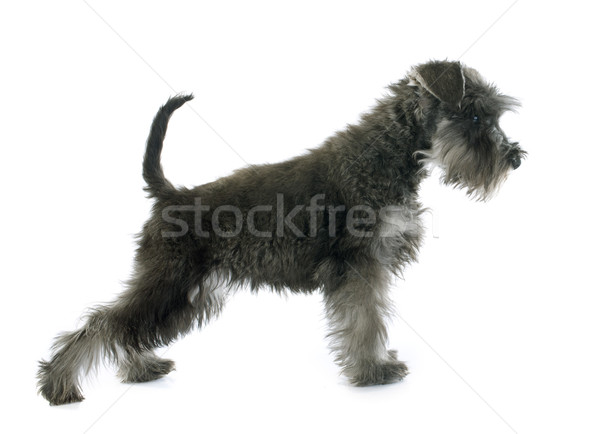 puppy Miniature Schnauzer Stock photo © cynoclub